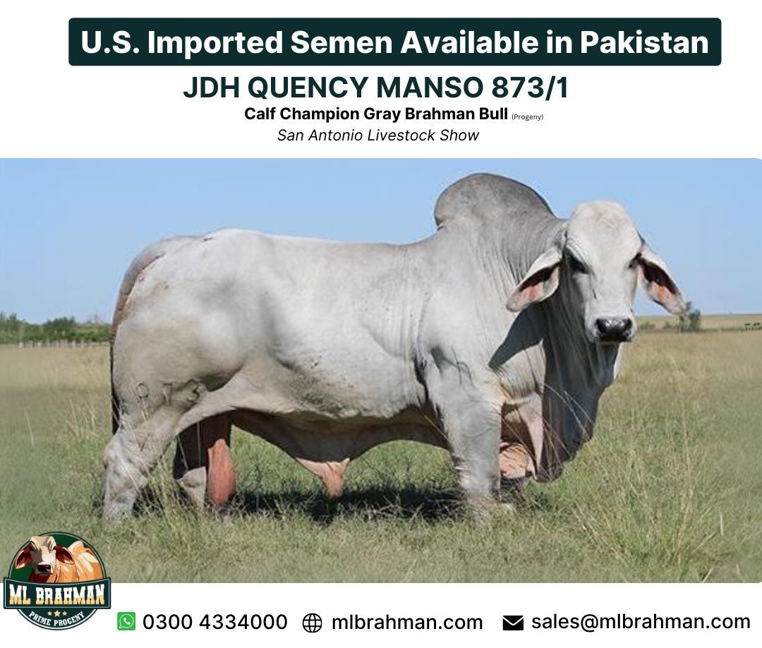 JDH QUENCY MANSO 873/1