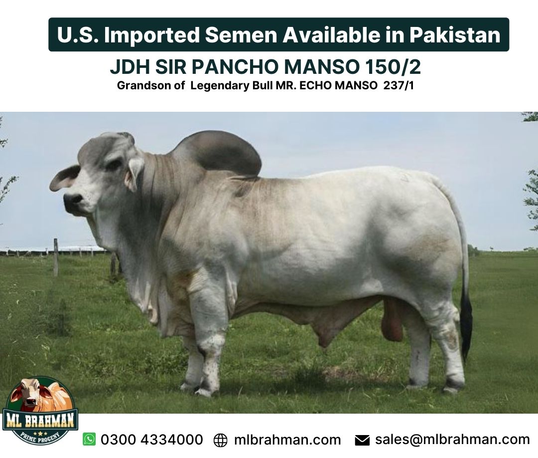 JDH SIR PANCHO MANSO 150/2